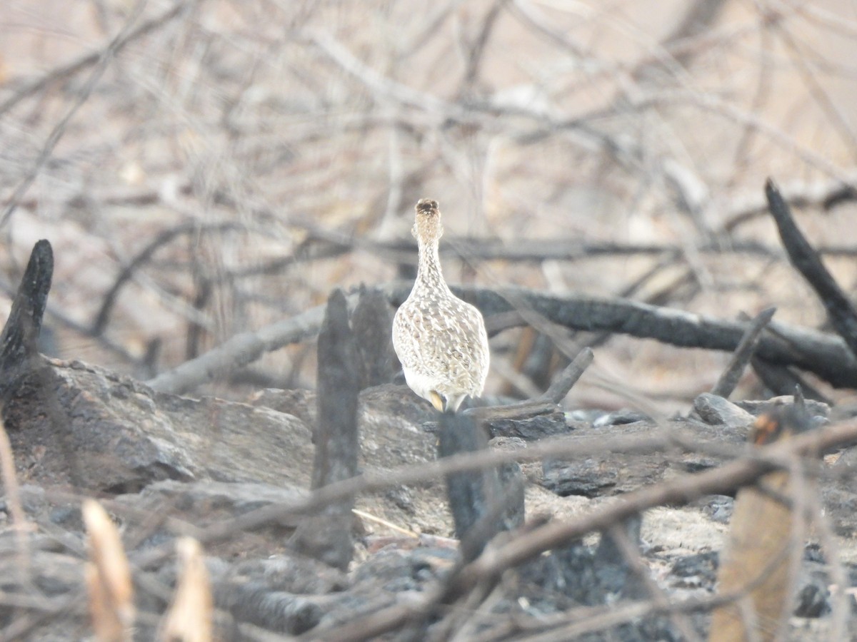 White-bellied Nothura - ML612335348