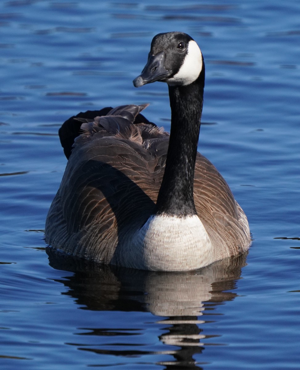 Canada Goose - ML612335450