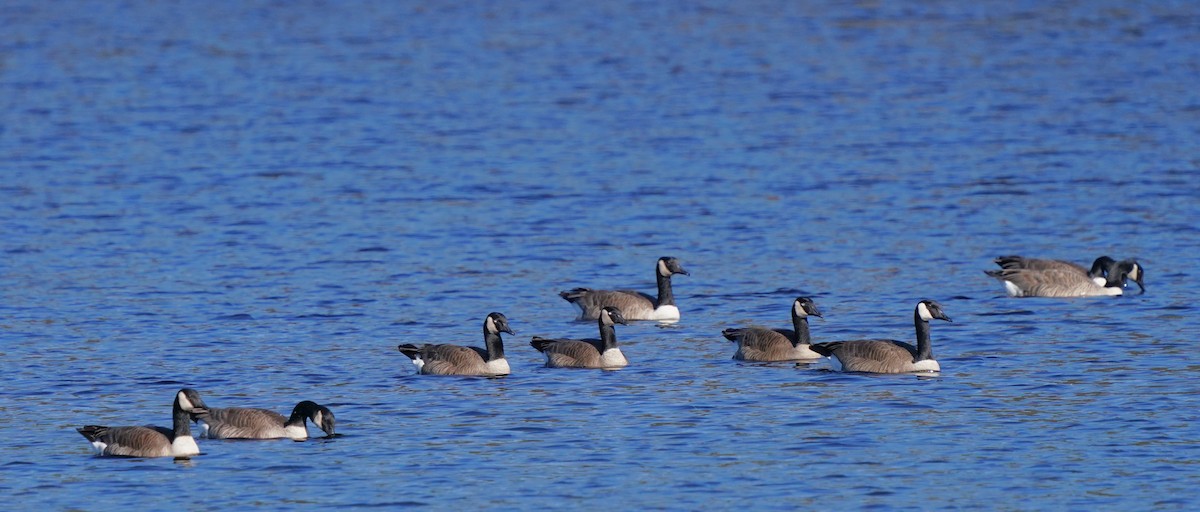 Canada Goose - ML612335454