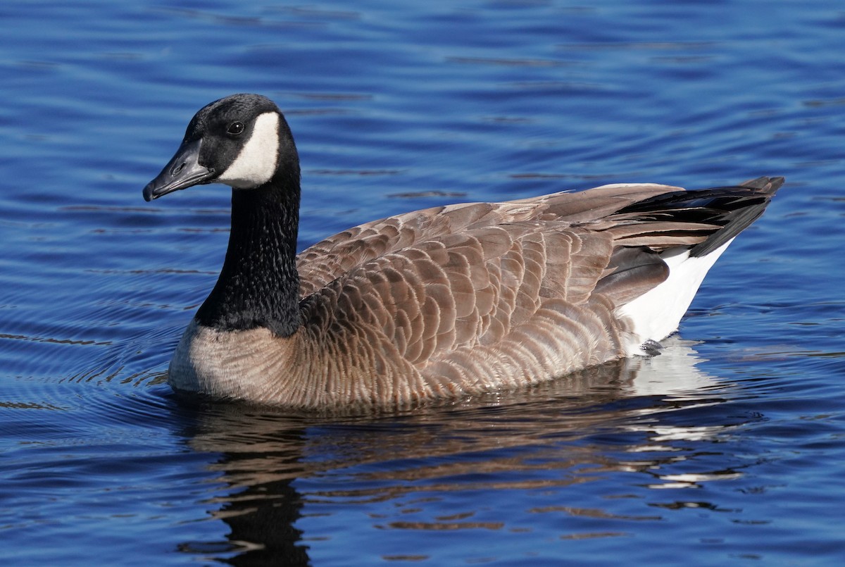 Canada Goose - ML612335455