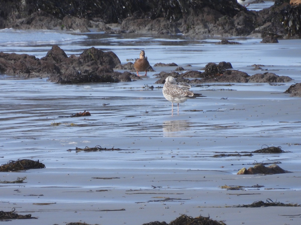 Gaviota del Caspio - ML612335466