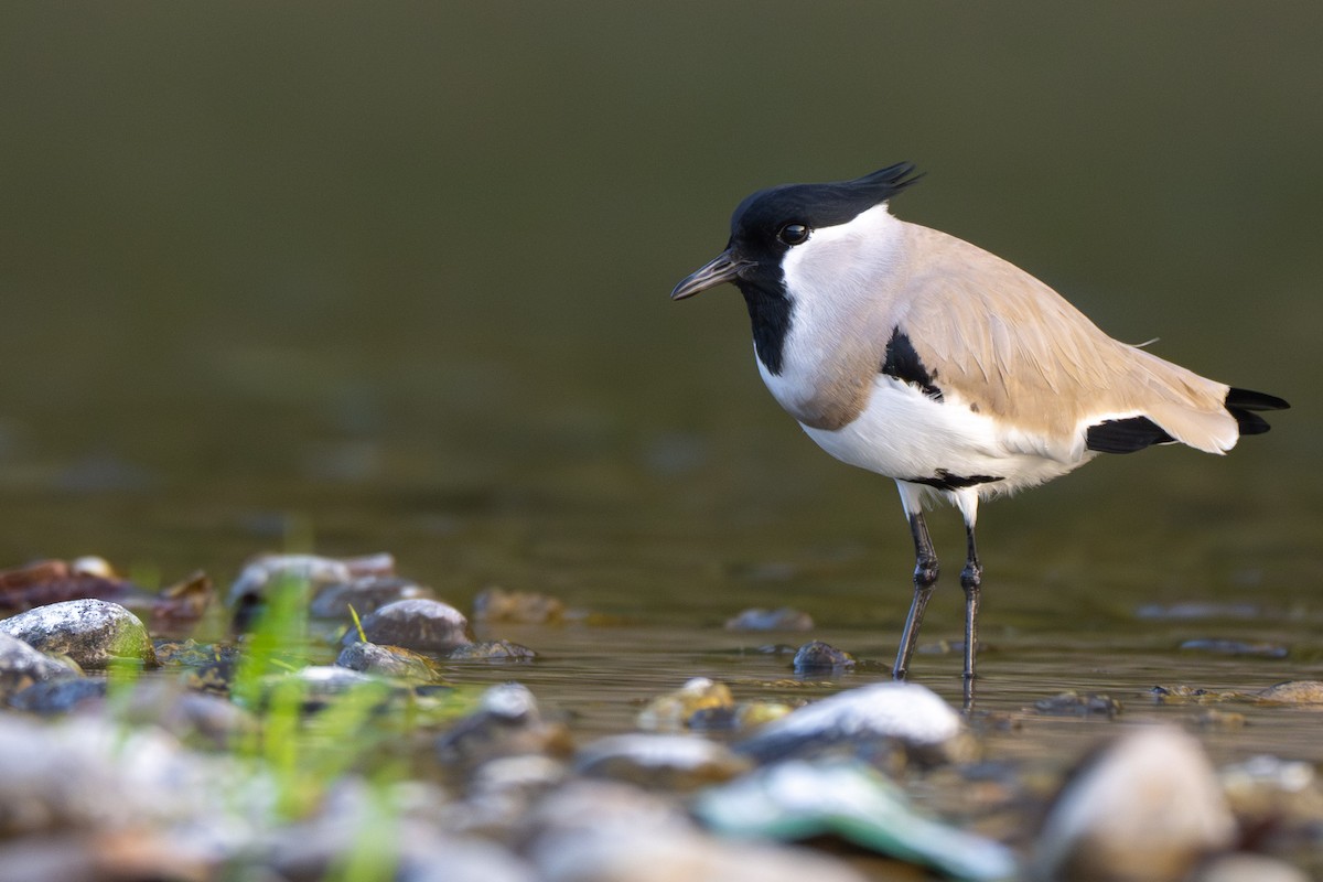 River Lapwing - saurabh kalia