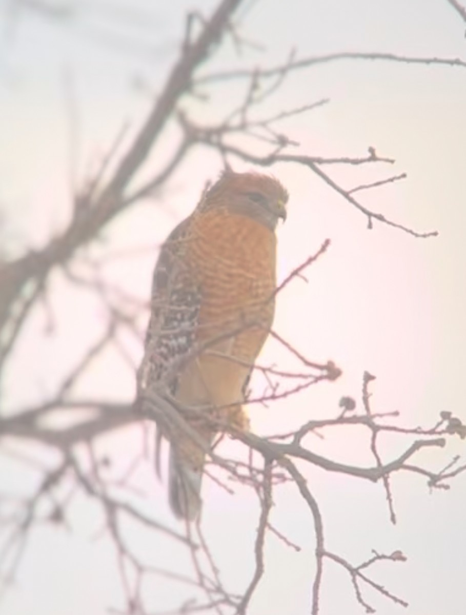 Red-shouldered Hawk - ML612335538