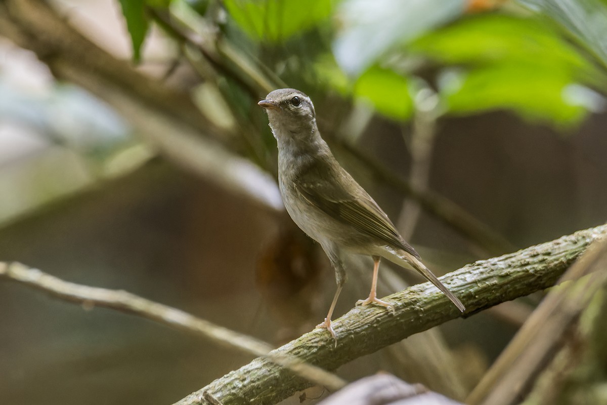 Pale-legged Leaf Warbler - ML612335597