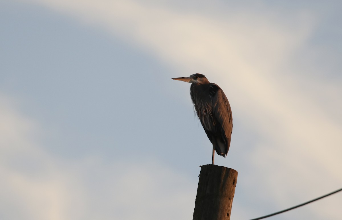 Great Blue Heron - ML612335610