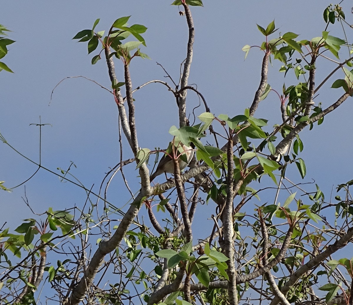 Vanga Hombrorrojo - ML612335617