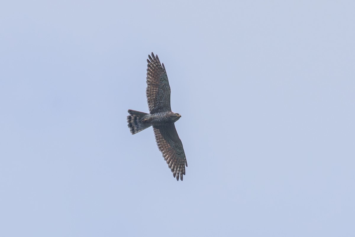 Gray-faced Buzzard - ML612335620