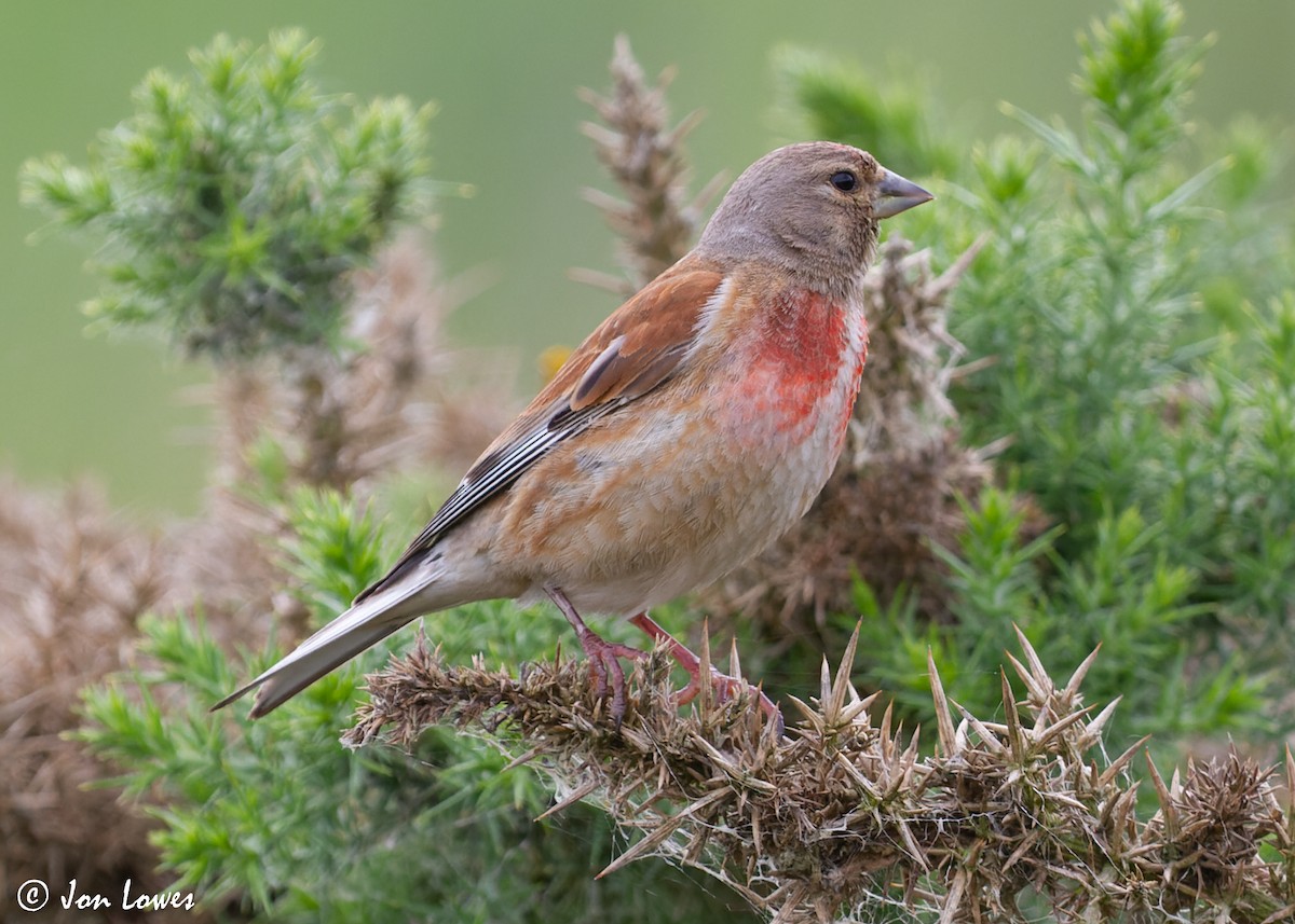 Eurasian Linnet - Jon Lowes