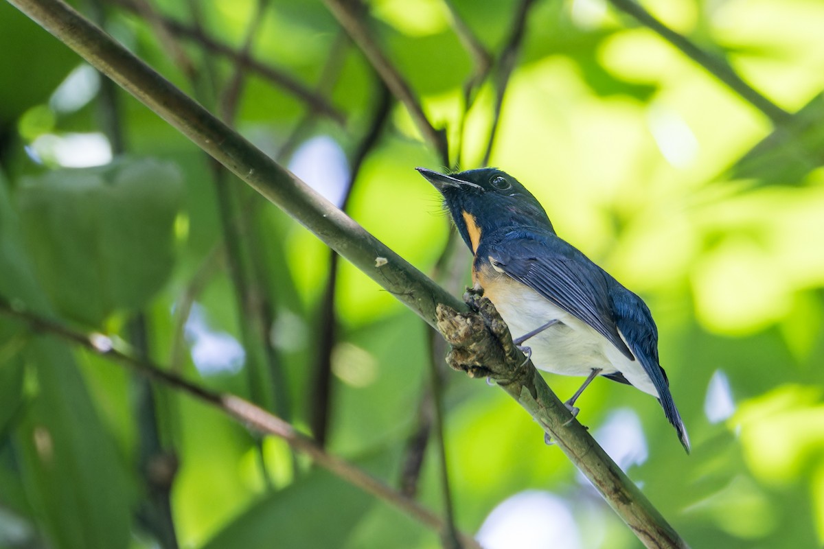 Chinese Blue Flycatcher - ML612335637