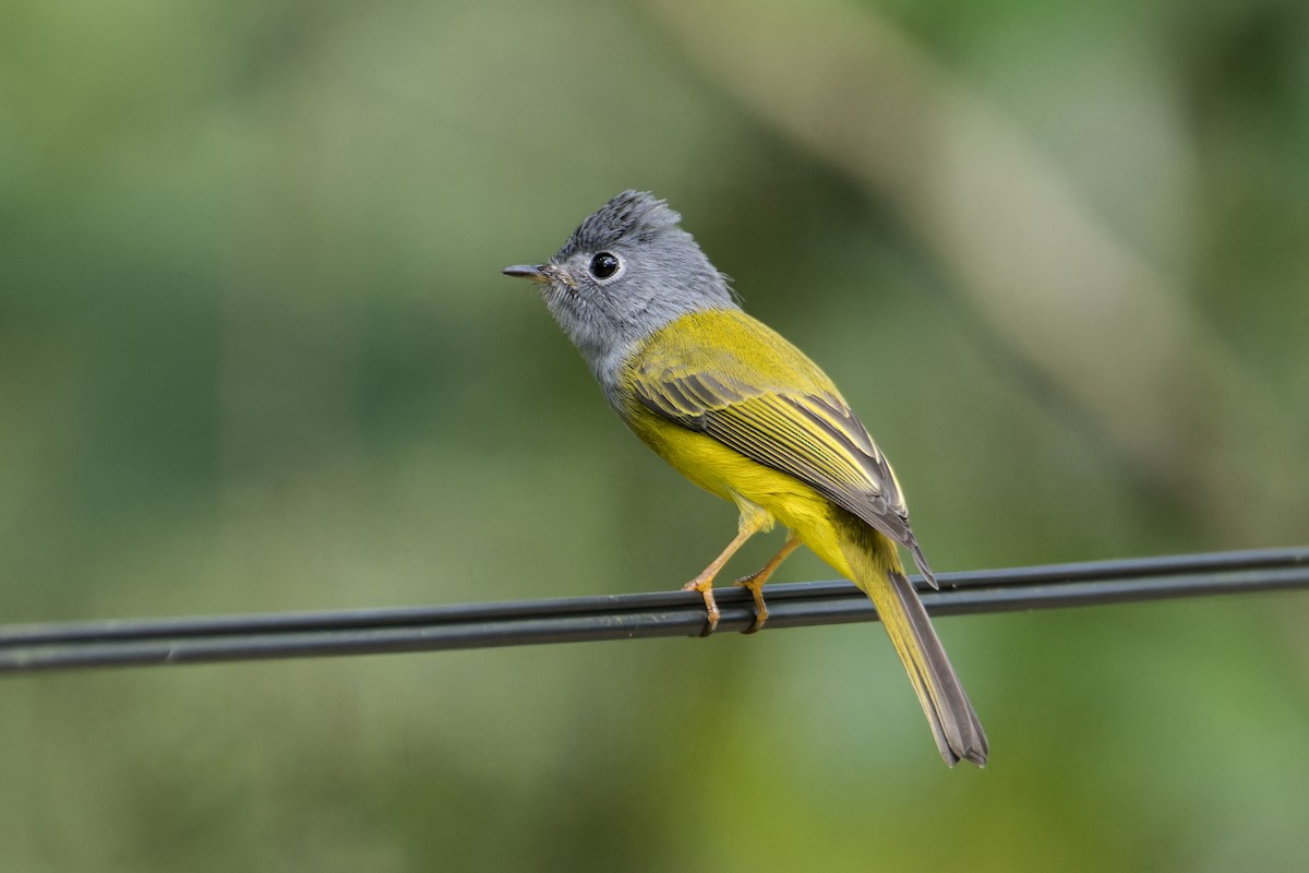 Gray-headed Canary-Flycatcher - ML612335659