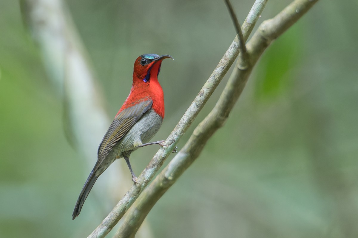 Crimson Sunbird (Goulpourah) - ML612335678