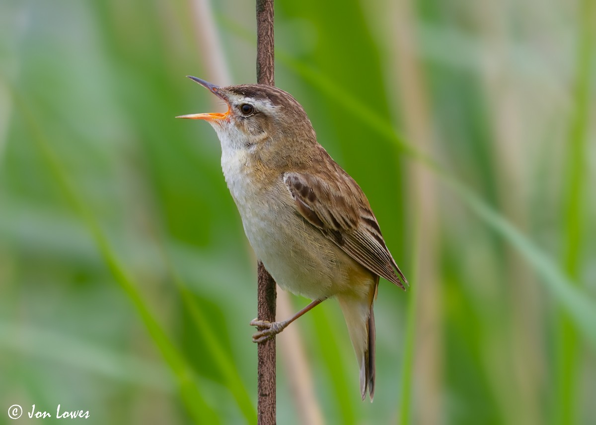 Sedge Warbler - ML612335698