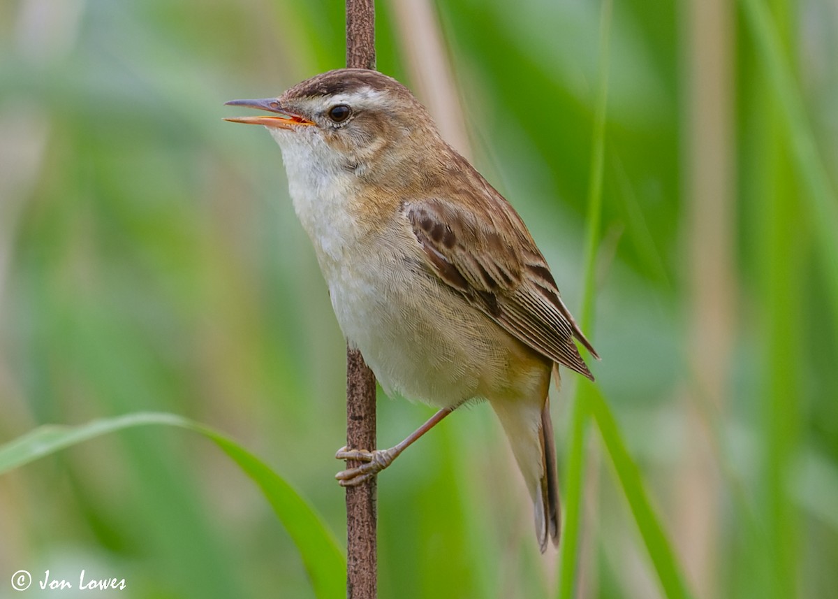 Sedge Warbler - ML612335699