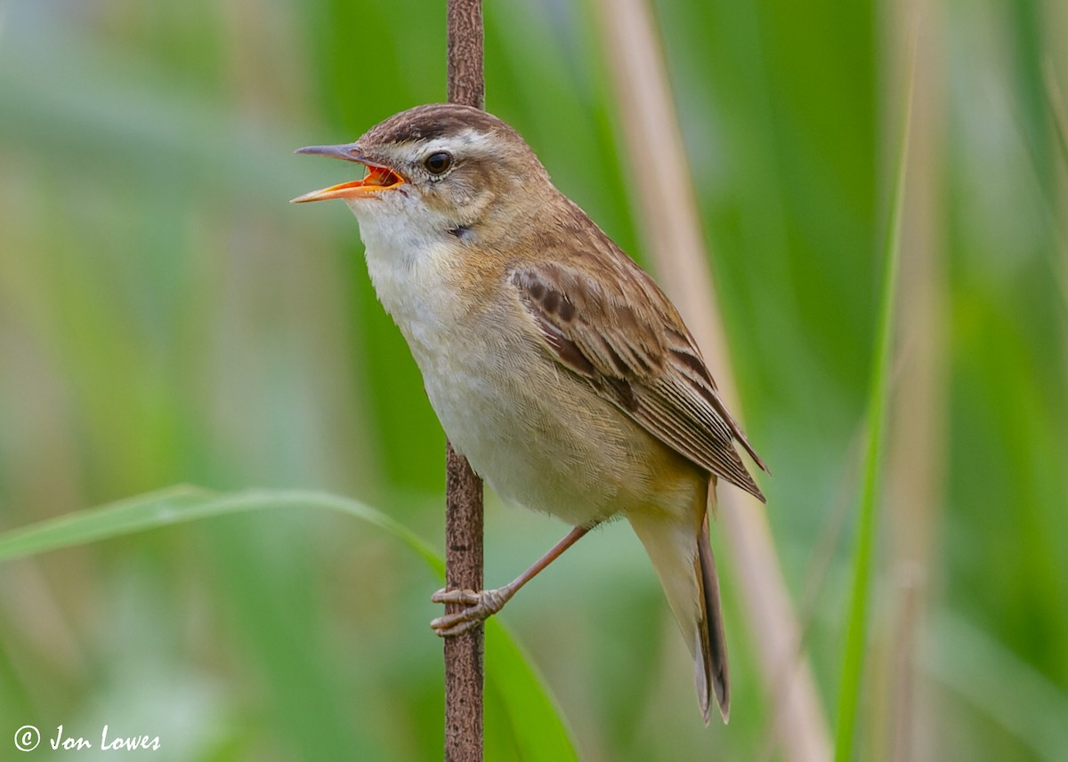 Sedge Warbler - ML612335700