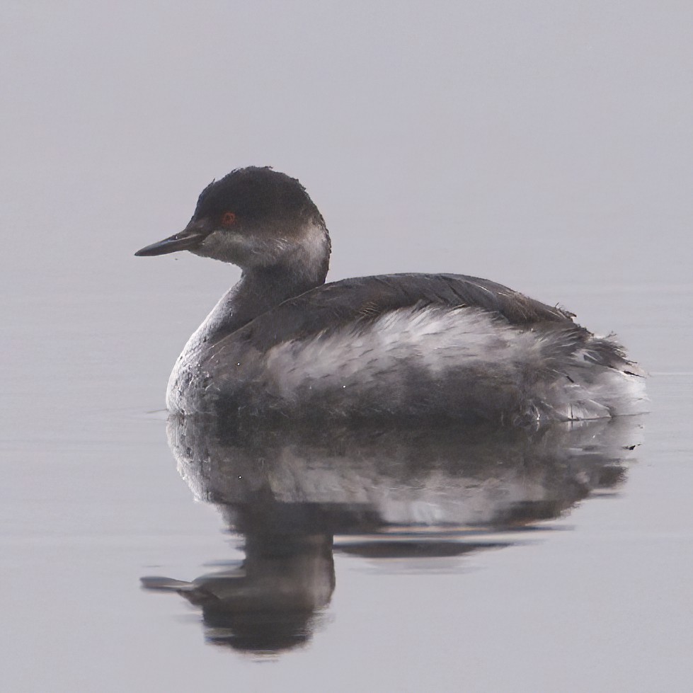 Eared Grebe - ML612335756