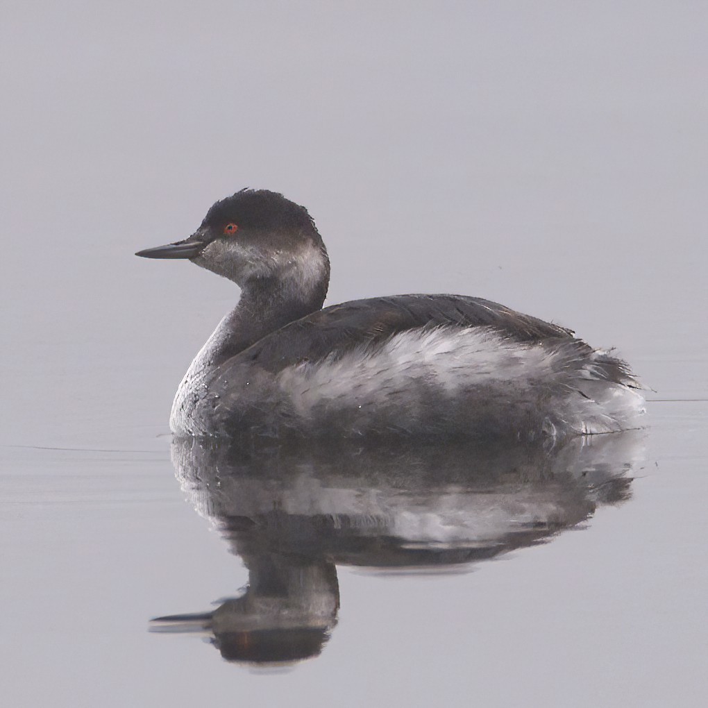 Eared Grebe - ML612335757