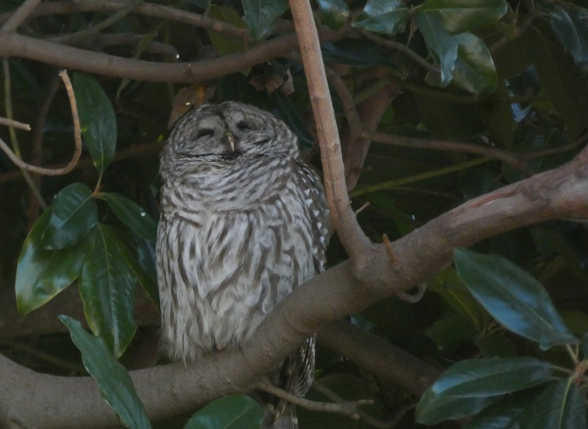 Barred Owl - ML612335836