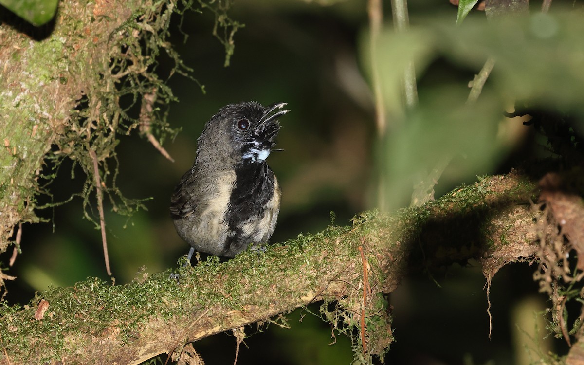 Black-faced Rufous-Warbler - ML612335880