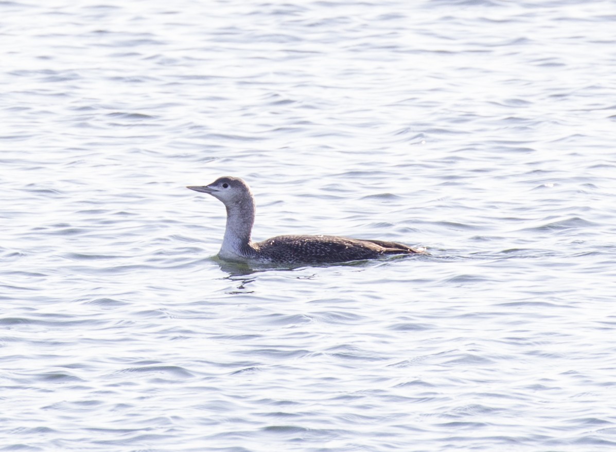 Red-throated Loon - ML612335918