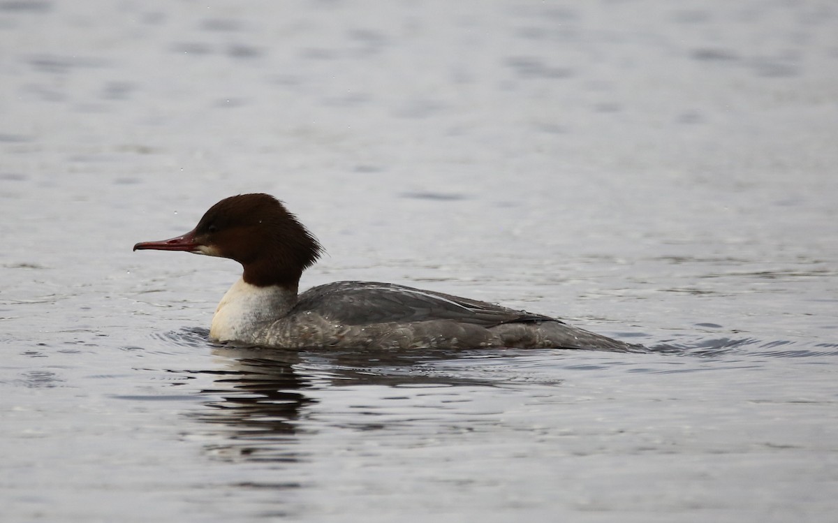 Common Merganser - ML612335971