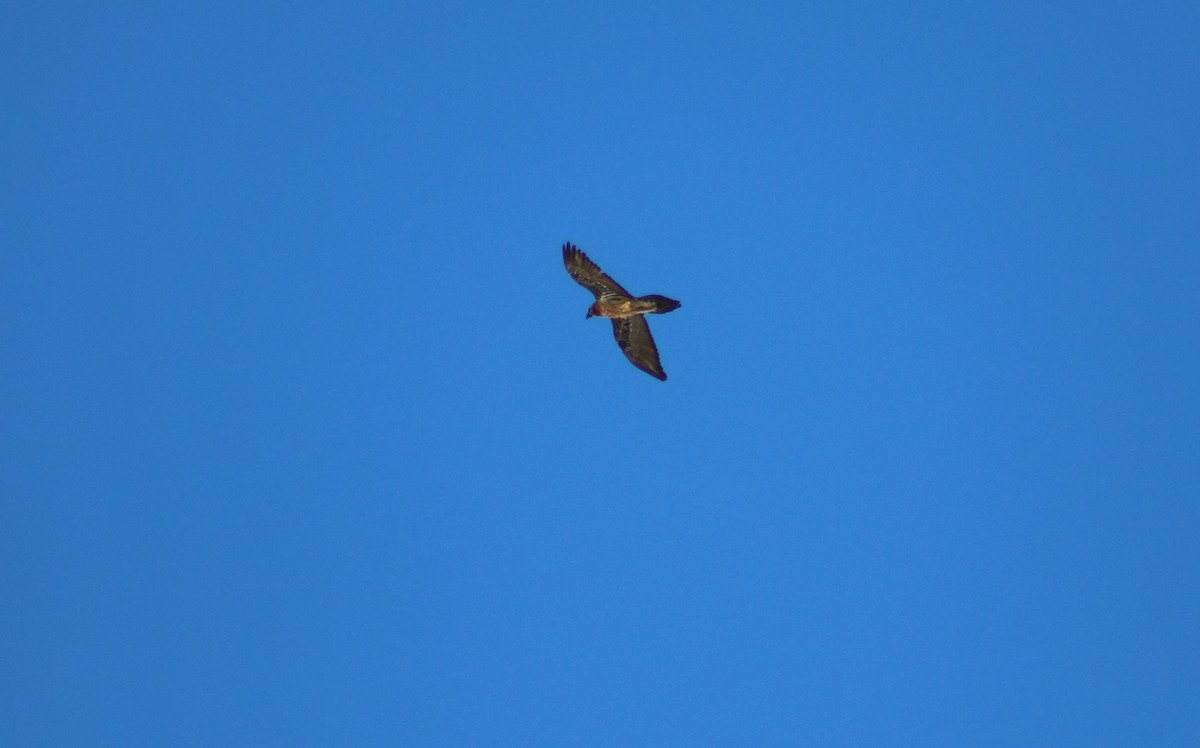 Bearded Vulture - ML612336031