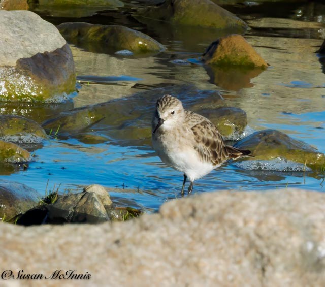 Baird's Sandpiper - ML612336100