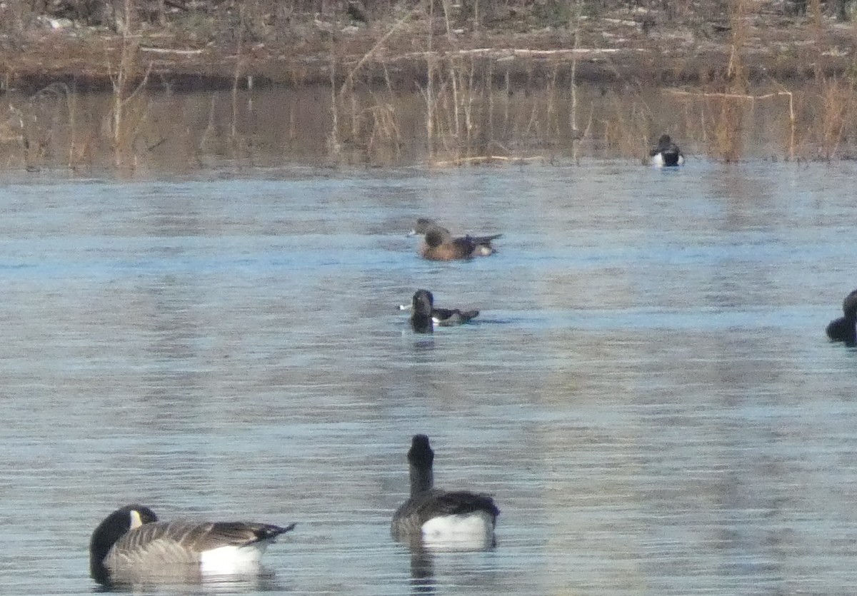 Ring-necked Duck - ML612336158