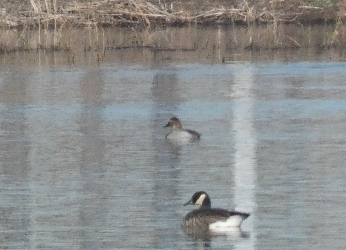 Canvasback - ML612336161