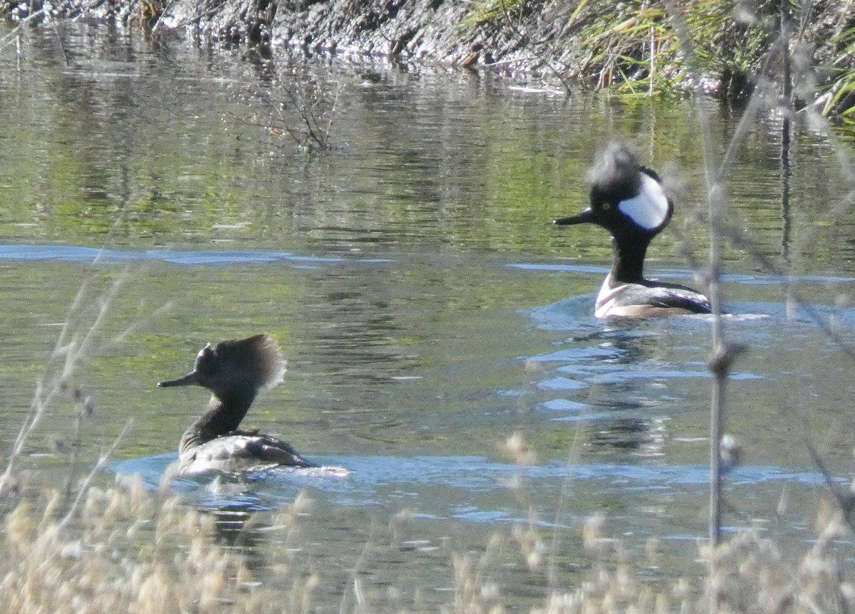 Hooded Merganser - ML612336170