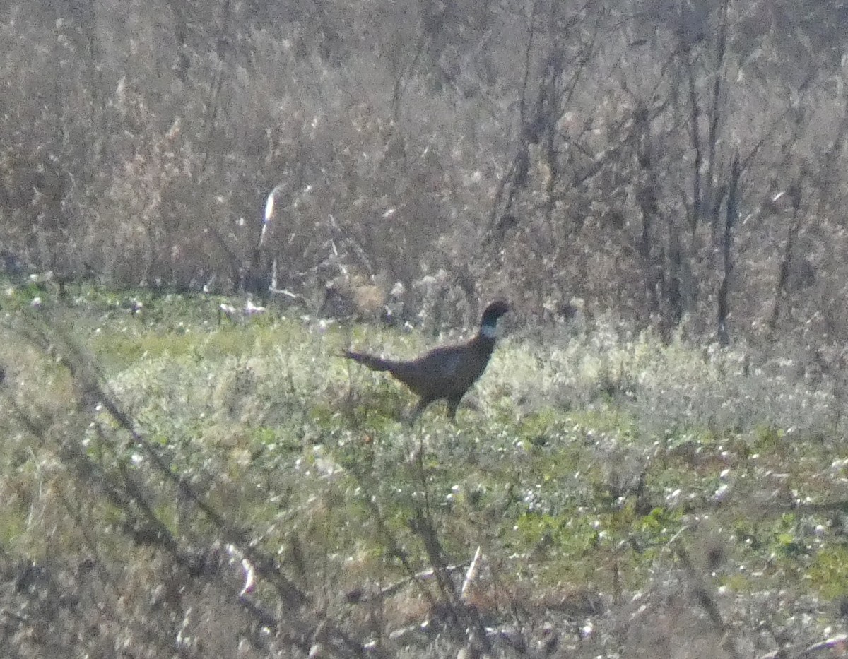 Ring-necked Pheasant - ML612336171