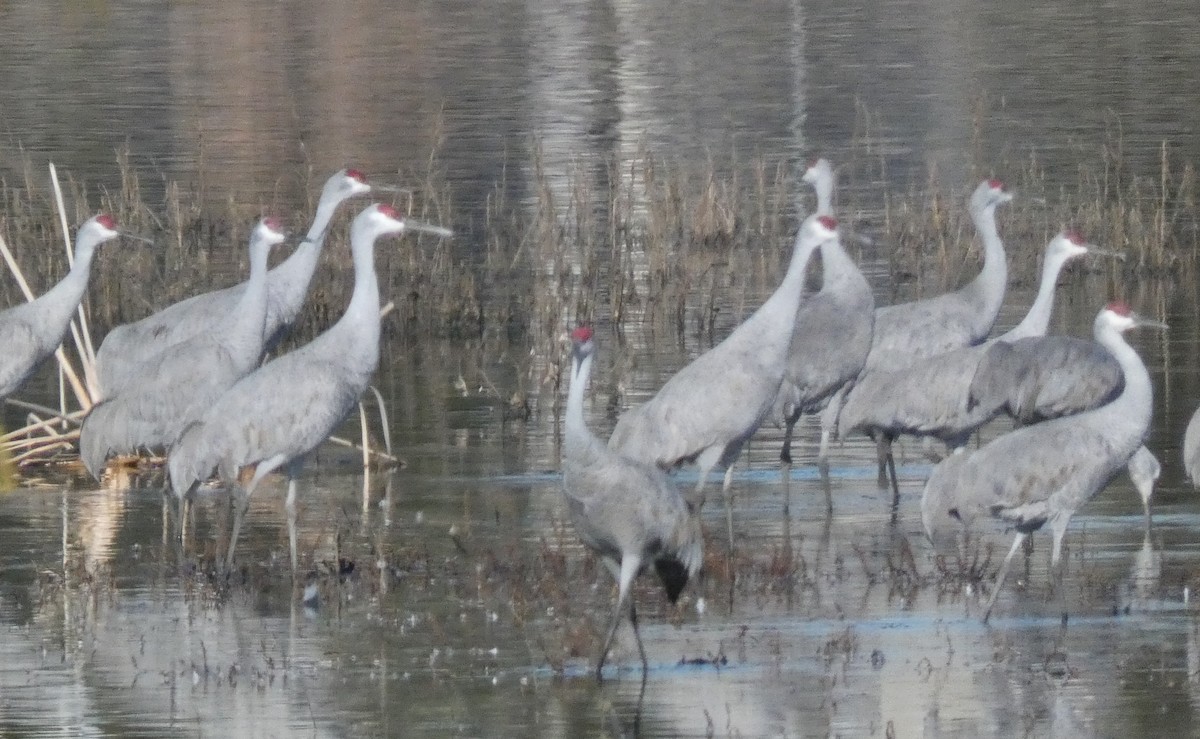 Sandhill Crane (canadensis) - Liam Huber