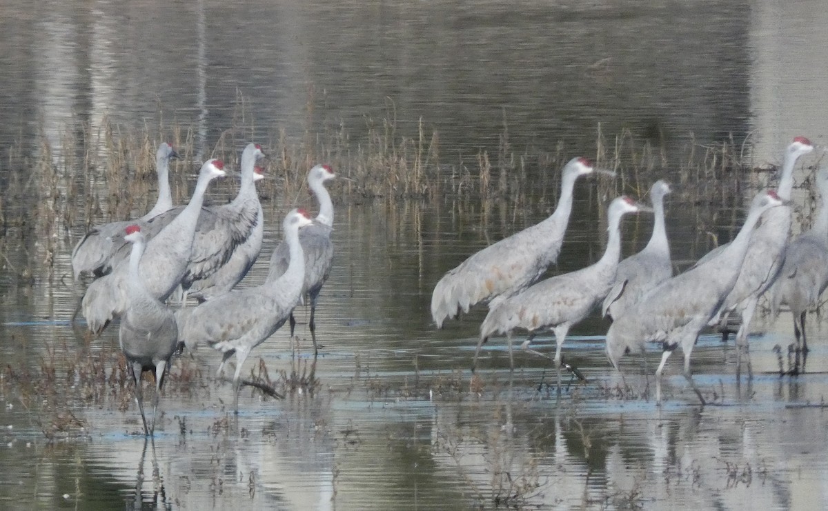 Sandhill Crane (canadensis) - ML612336183