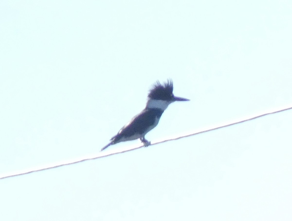 Belted Kingfisher - ML612336191