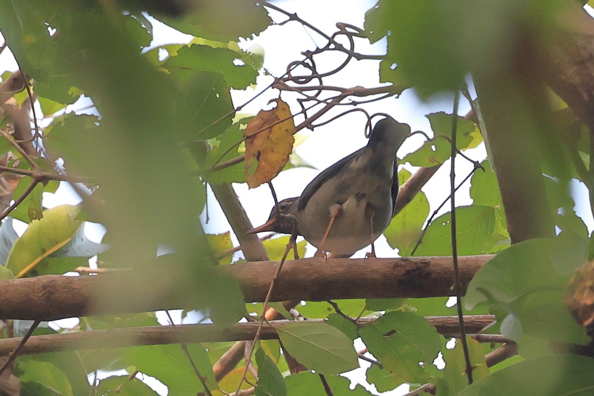 Indian Blackbird - ML612336194