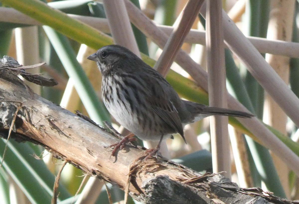 Song Sparrow - ML612336205