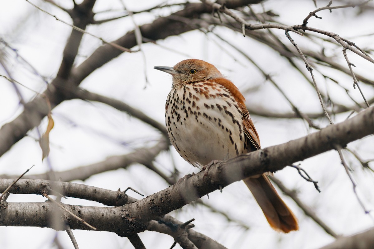Brown Thrasher - ML612336216