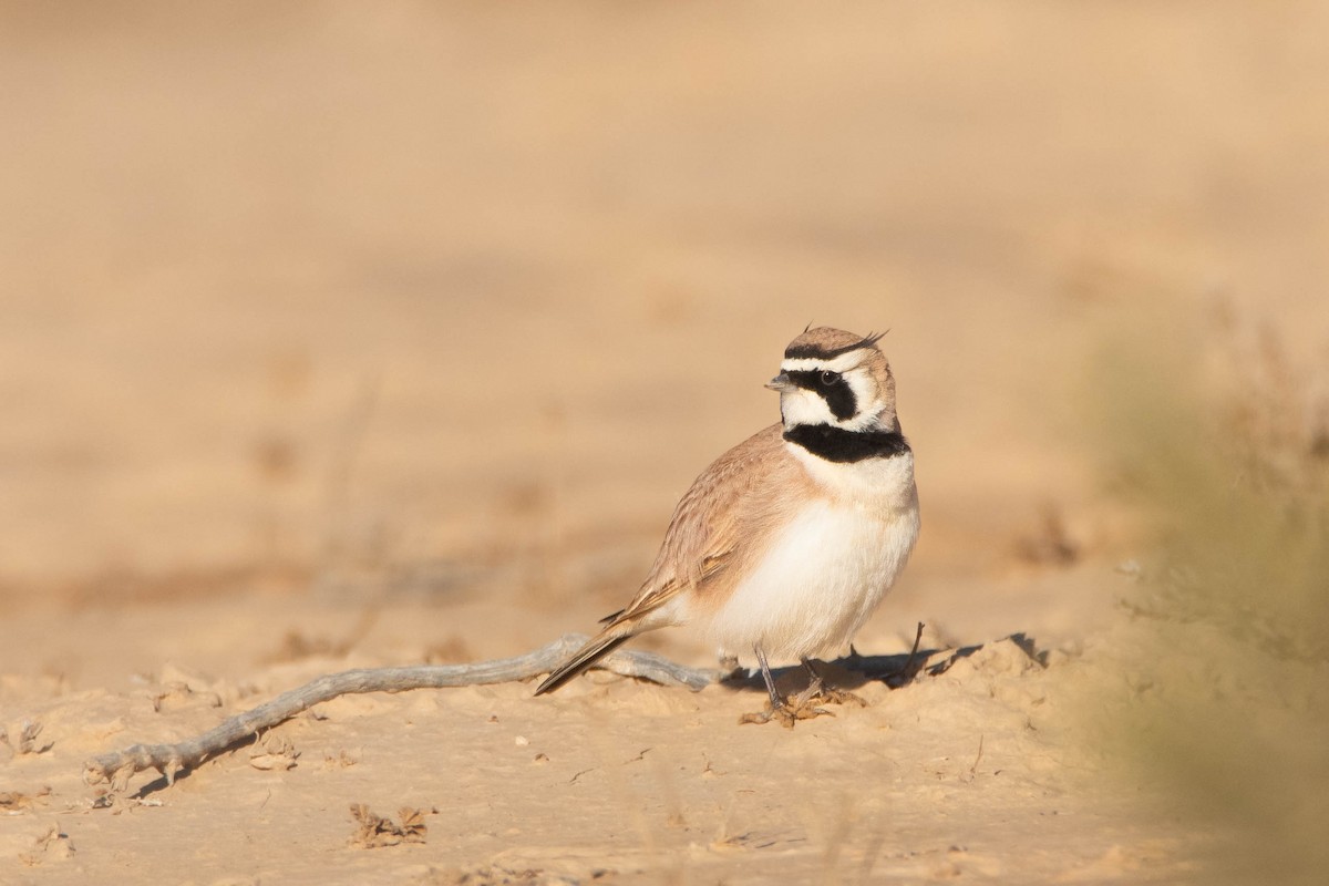 Temminck's Lark - ML612336280