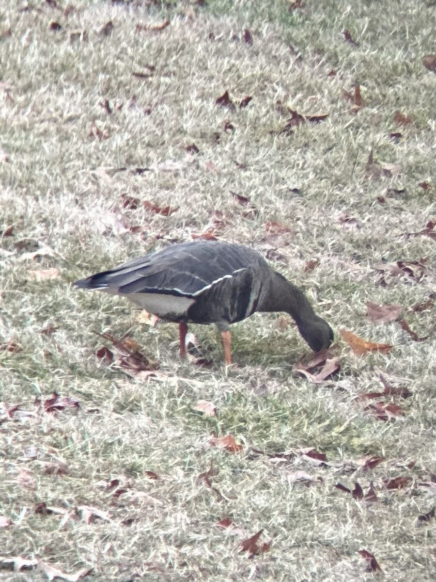 Greater White-fronted Goose - ML612336298