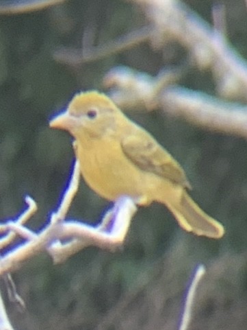 Summer Tanager - ML612336310