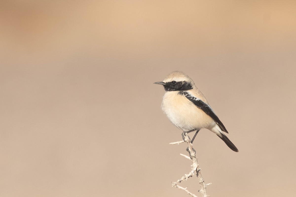 Desert Wheatear - ML612336327