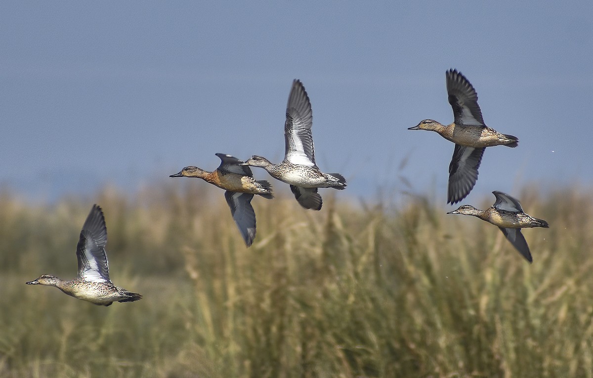 Garganey - ML612336369