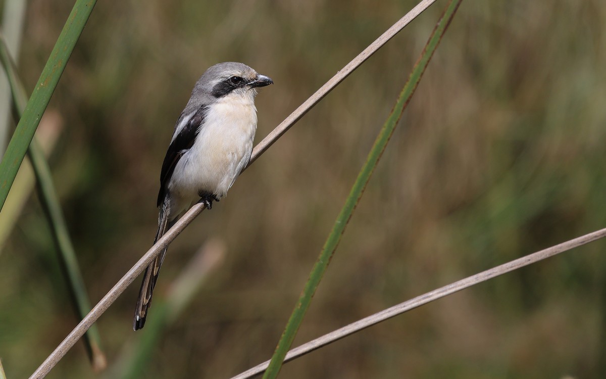 Mackinnon's Shrike - ML612336421