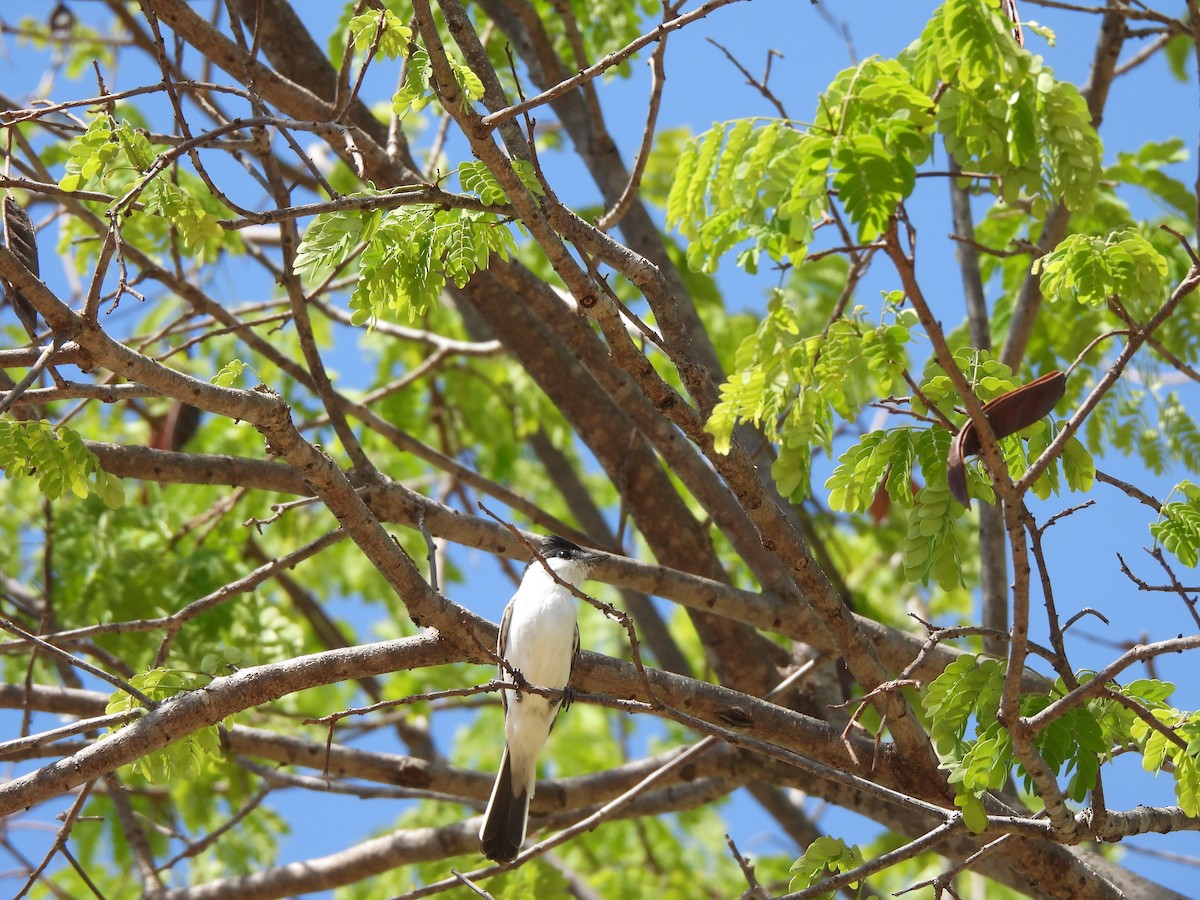 White-naped Xenopsaris - ML612336496