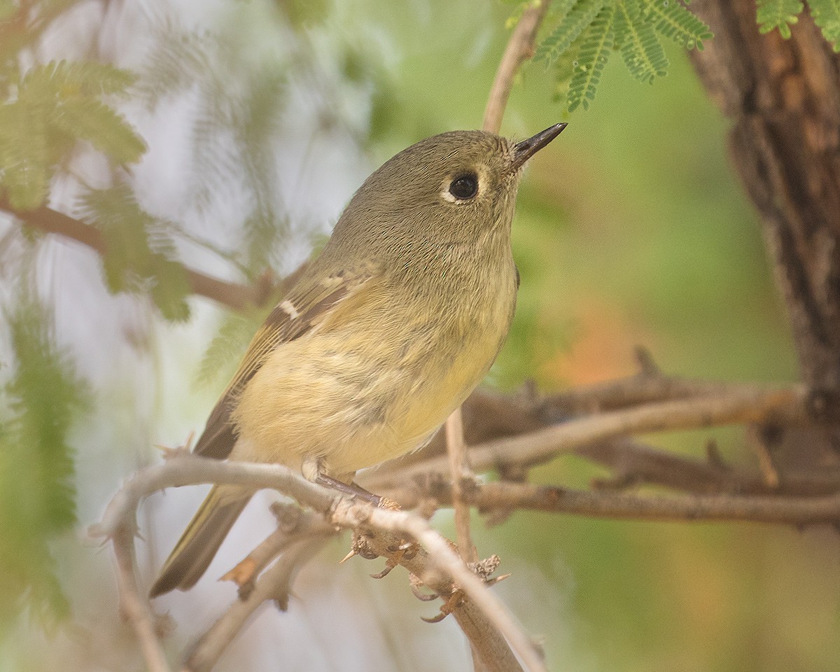 Ruby-crowned Kinglet - Doug Backlund