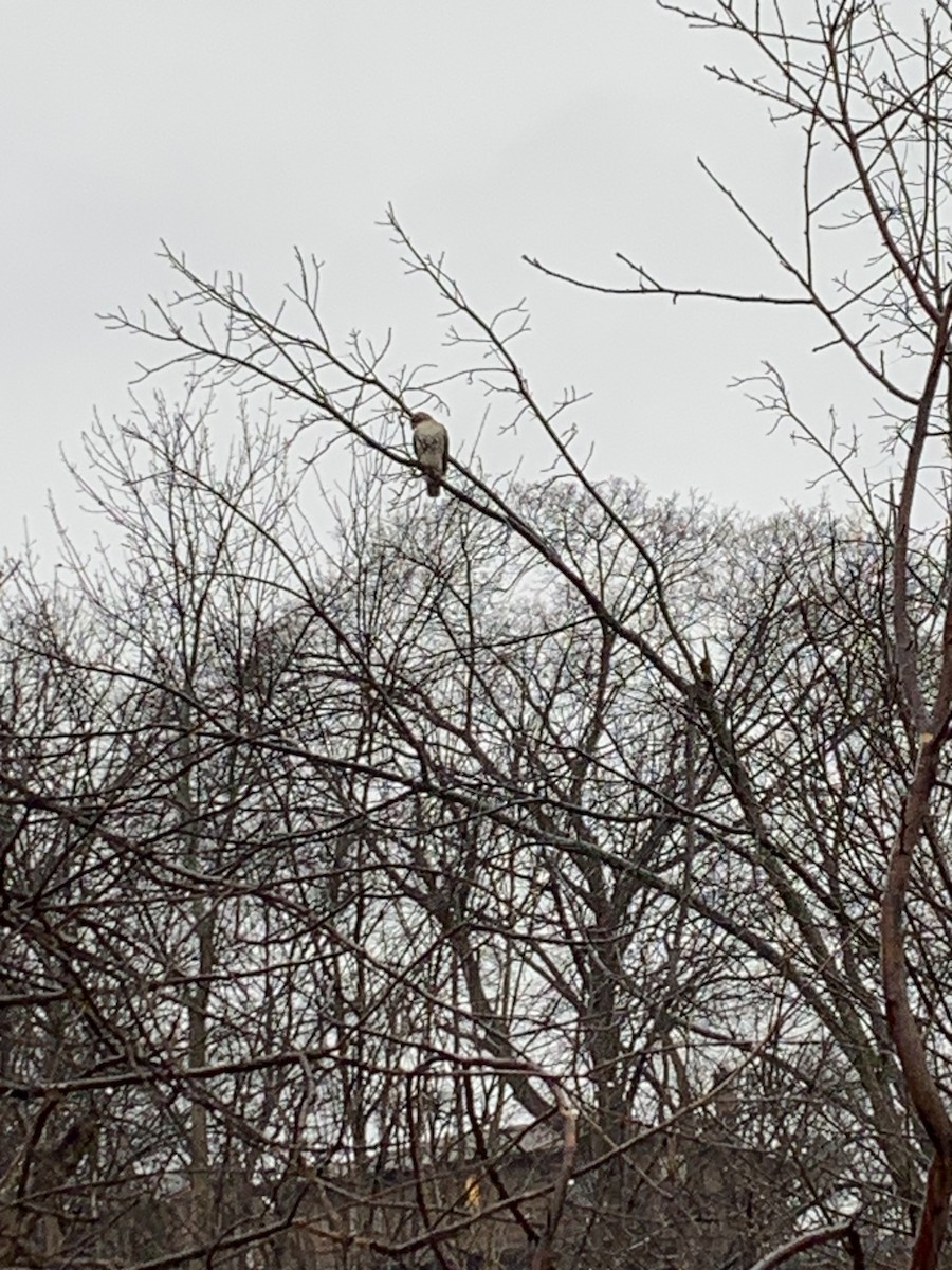 Red-tailed Hawk - ML612336551