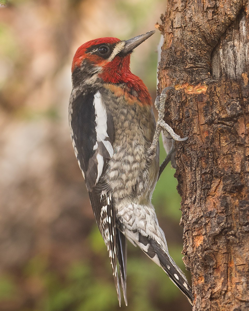 Red-naped x Red-breasted Sapsucker (hybrid) - ML612336577