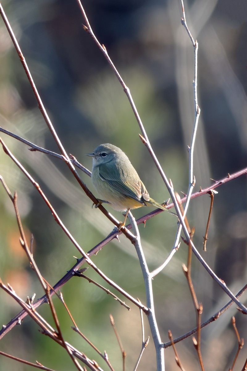 Orange-crowned Warbler - Chris Loscalzo