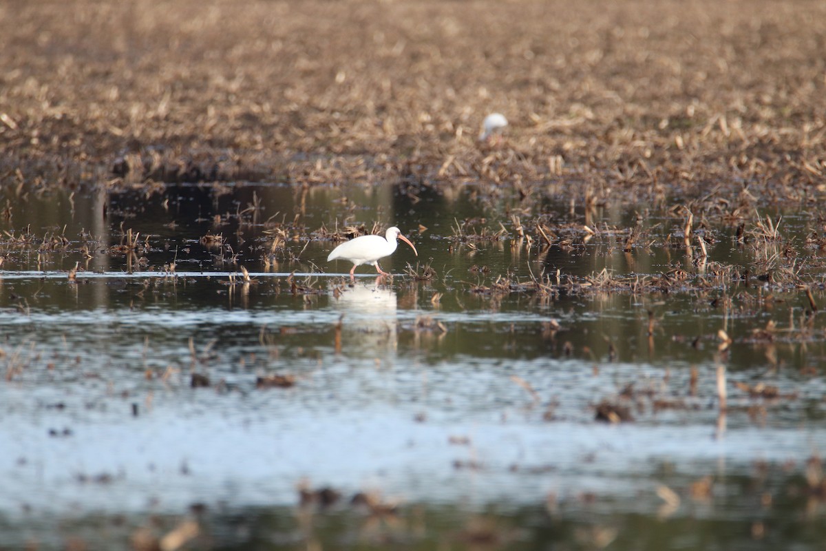 White Ibis - Rebecca Tatterson