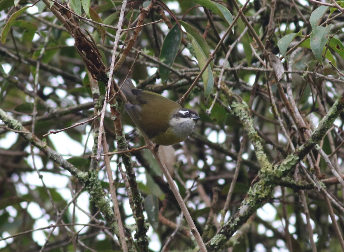 Common Chlorospingus (Northeast Mexico) - Michael Ward