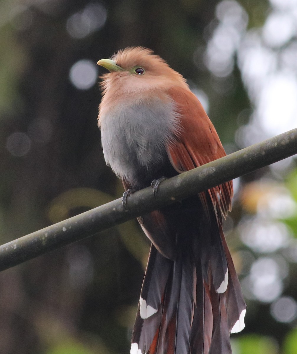 Squirrel Cuckoo - Michael Ward